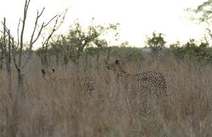 Cheetah stalks