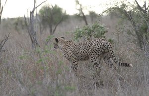 Cheetah stalks