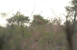 Cheetah stalk impalas
