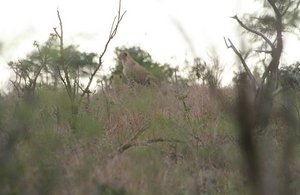 Cheetah stalk impalas