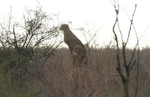 Cheetah stalk  