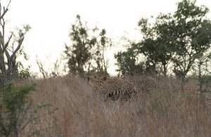 Cheetah stalk  