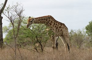 Rubberneck Giraffe