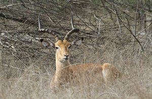Impala male at rest 