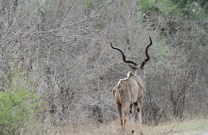 male Kudu