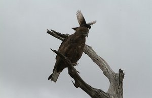 Raptor Attacked by  the forked tailed drongo !