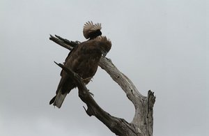 Raptor Attacked by  thRapte forked tailed drongo !