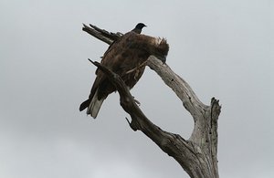 Raptor Attacked by  the forked tailed drongo !