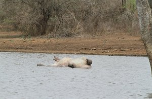 Dead hippo at Sunset Dam