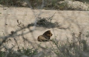 Lion at the beach, Sabie River