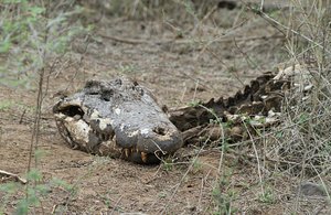 Croc skull
