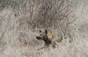 A hyena waits 