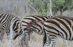 Zebra that has been attacked by lions ?