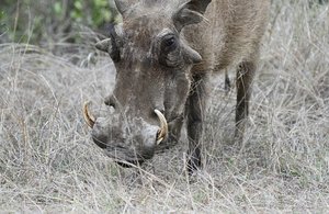 Warthog warts