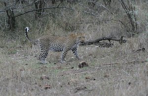 Guineas screaming , wow, its a leopard !