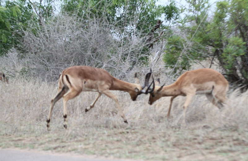 Impala fight