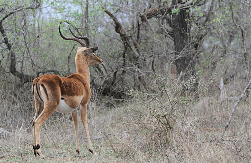 Beautiful Impala male