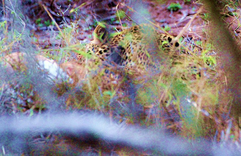 /another leopard