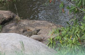 /giant turtle with crocodile