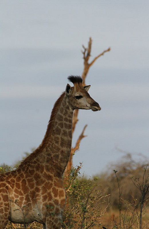 Baby Giraffe with a precious hair style   :)