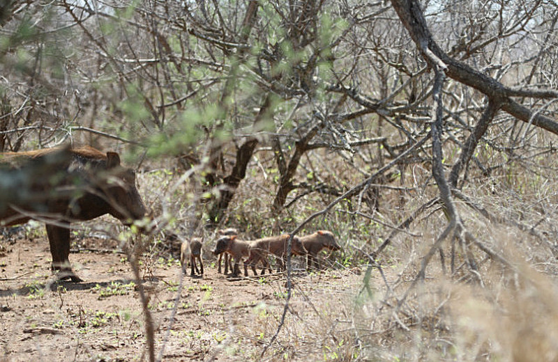 The Warthog mother had the new brood out sunning!