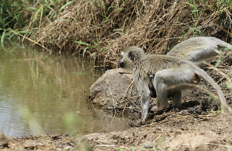 Monkey comes to waterhole