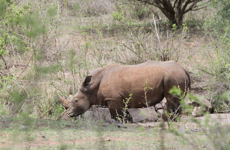 Rhino at waterhole red from  dirt Croc Bridge area