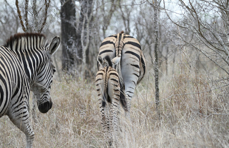Zebra beauty