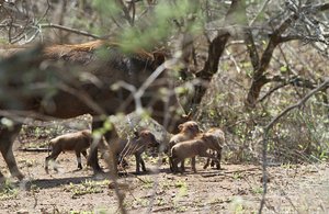 The Warthog mother had the new brood out sunning!