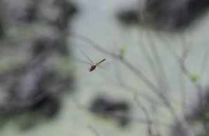Dragon fly hovering