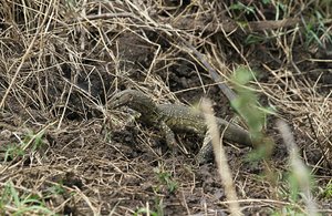 Monitor Lizard hunts at waterhole