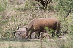 Rhino at waterhole red from  dirt Croc Bridge area