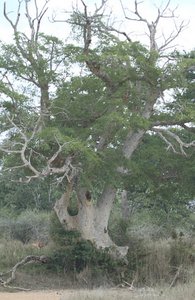 Beautiful old trees of the Kruger