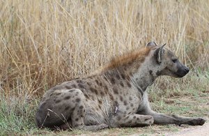 Hyena waits