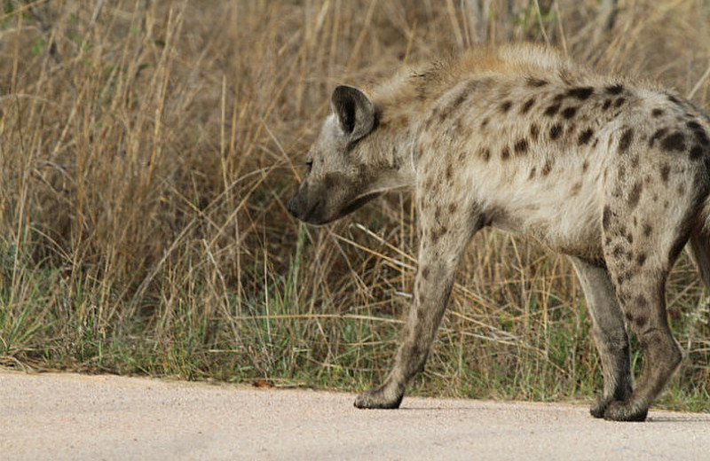 hyena on the prowl