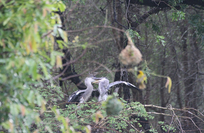 herons squabbling