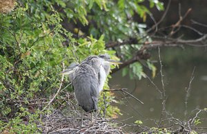 Young herons on their nest