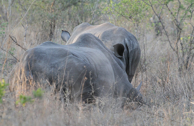 Resting Rhino?