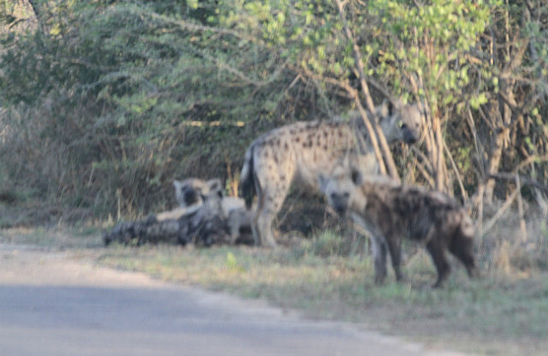 Hyena den area