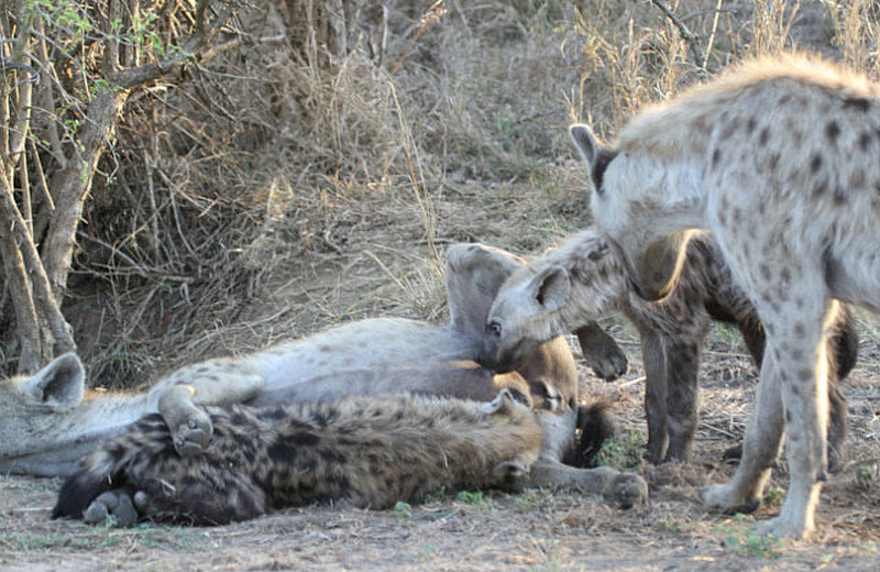 Hyena den area