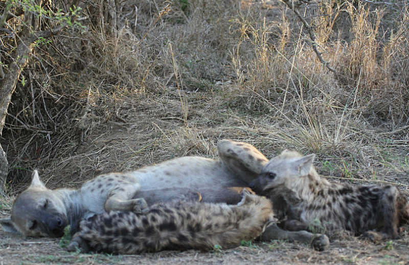 Hyena den area