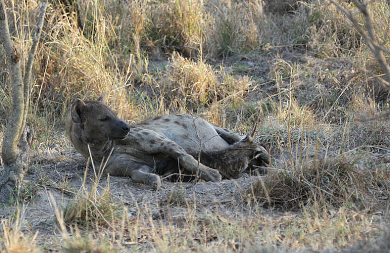 Hyena den area