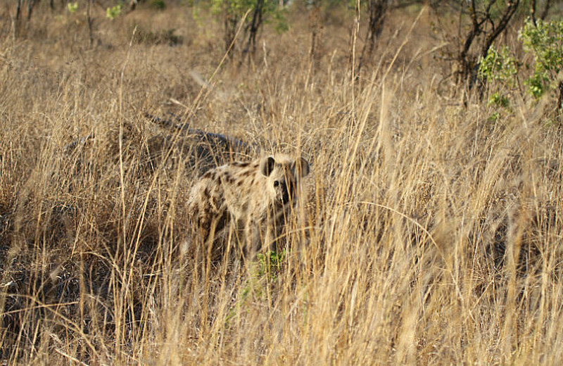 young hyena watching us