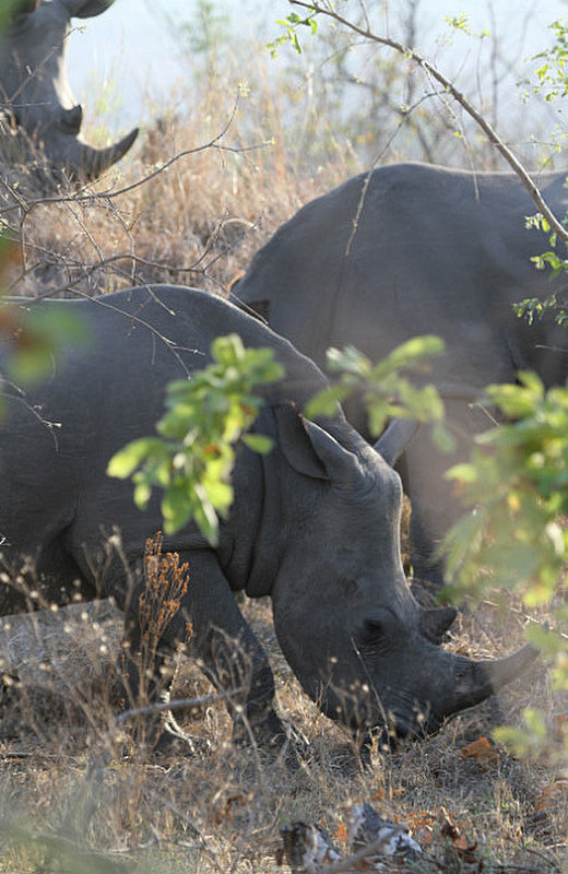 Beautiful White Rhinoceros