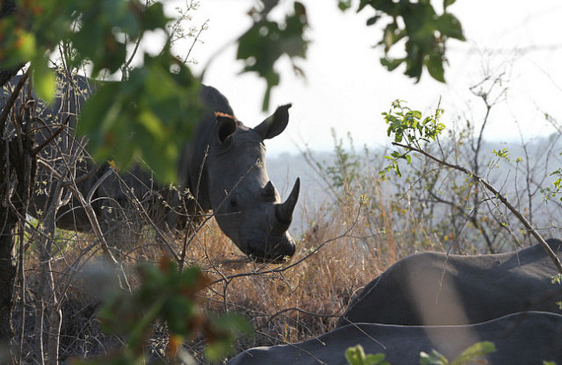 Beautiful White Rhinoceros