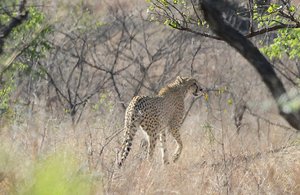Three Cheetah Stalking