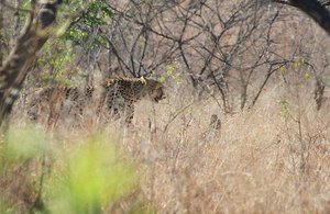 Three Cheetah Stalking
