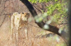 Three Cheetah Stalking 