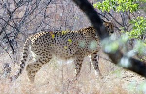 Three Cheetah Stalking 