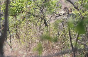 Three Cheetah Stalking 